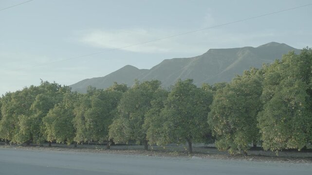 Row of orchard trees along road with mountains under blue sky