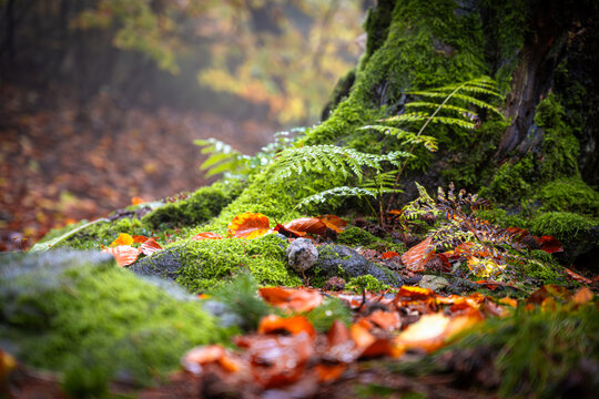 In an autumn forest, ferns grow on the trunk of a tree. The ground is covered with fallen leaves. A light mist hangs in the air, adding a soft touch to the surroundings.