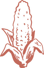 Naklejka premium Rustic corn cob with open husks hand drawn vector illustration in terracotta