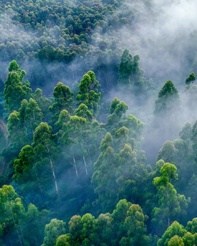 Aerial view of a lush green forest canopy shrouded in morning mist and low clouds in the Amathole Mountains, Hogsback, Eastern Cape, South Africa.