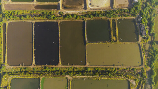 Aerial view of aquaculture ponds with varying water colors and earthen embankments in Olpad, Gujarat, India.