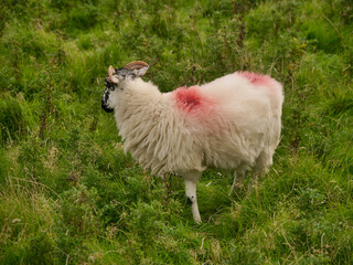 Sheep graze peacefully in lush green pasture. Red markings on wool indicate farm management. Rolling hills and fence lines frame the scene. Ideal for agricultural, rural, or nature-themed projects © mark_gusev