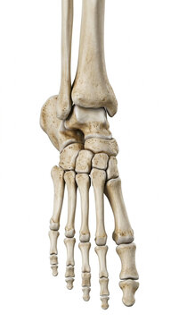 Human Foot Skeleton Anatomy Medically Accurate 3D Render