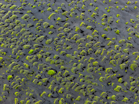 Aerial view of vibrant green moss growing on dark volcanic mounds across the black sand landscape of Iceland.