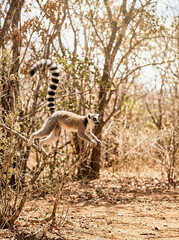 Fototapeta premium Ring-tailed lemur leaping between dry branches in Madagascar forest