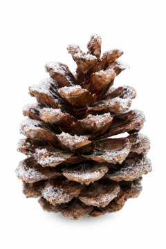 pine cone on white background