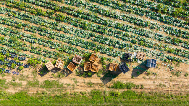 Aerial view of a cabbage field with rows of crops and scattered empty wooden crates ready for the harvest in Mediglia, Lombardy, Italy.