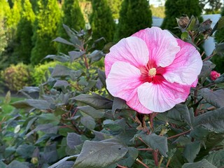 Fototapeta premium Macro shot of Hardy Hibiscus perennial shrub adding stunning tropical flare to your backyard landscaping or potted patio plants. Perfect for a full sun area in a yard. Deep green, red, purple leaves 
