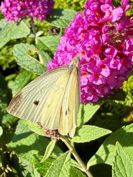 A cabbage butterfly feeds on nectar from a blooming, perennial, backyard butterfly bush in early October in Long Island, New York in Zone 7A, resting among clusters of small purple fuchsia flowers. 