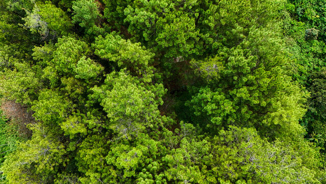 Aerial view of dense pine forest at Bukit Sabak Sukabumi in Sukalarang, West Java, Indonesia.