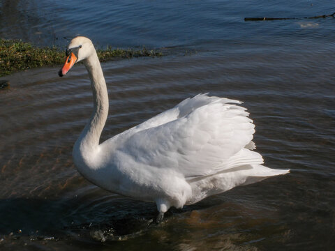 White mute swan standing in shallow water near the shore of a lake