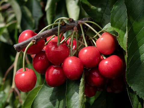 A close-up shot of a cluster of juicy, appetizingly red cherries hanging from a cherry tree branch, ready to be picked