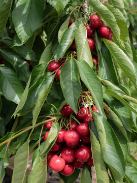 A cluster of juicy, appetizingly red cherries, ready to be picked, hangs from a cherry tree branch, striving to stand out amidst the tree's large green leaves