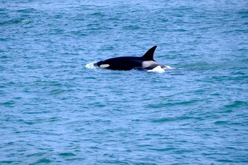 Killer whale in the ocean  © evelin