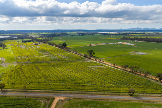Aerial view of vibrant yellow canola fields and lush green crops divided by a dirt road in the rural landscape of Kendenup, Western Australia, Australia.