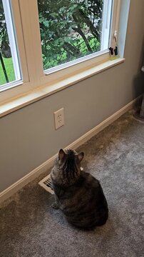Cute cat indoors watching squirrel outside on window ledge then jumps away vertical video
