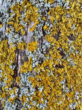Macro shot of yellow and gray lichen growing on weathered wooden bark texture.