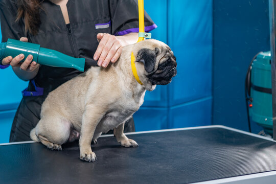 Pug sits on grooming table with yellow leash. Groomer in black uniform uses teal dryer. Blue background wall. Professional pet care service