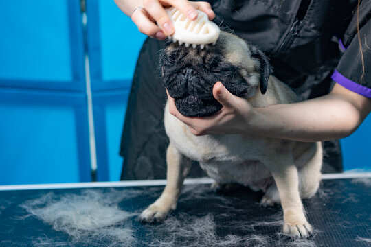 Pug sits on grooming table. Hands use silicone brush on dog face. Fur removed around. Pet salon service