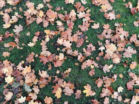 Herbstlaub auf grünem Rasen