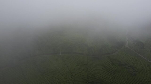 Aerial View of Misty Green Tea Plantation Hills at Dawn