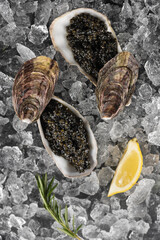 Black caviar served inside open oyster shells. Shells rest on crushed ice bed. Lemon wedge and rosemary sprig add garnish. Fresh seafood appetizer presentation on white surface. Top view © Alla