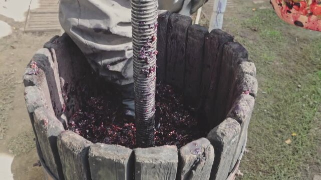 An unrecognizable elderly Caucasian man in dirty work clothes and black gloves carefully compacts grape pulp with one hand in a wine press in a rural backyard on an autumn day. Close-up, side view, sl