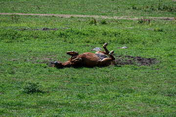 Brown Horse Rolling in Green Pasture on Sunny Day in Rural Meadow © dfriend150