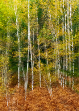 516-110 Birch Glow