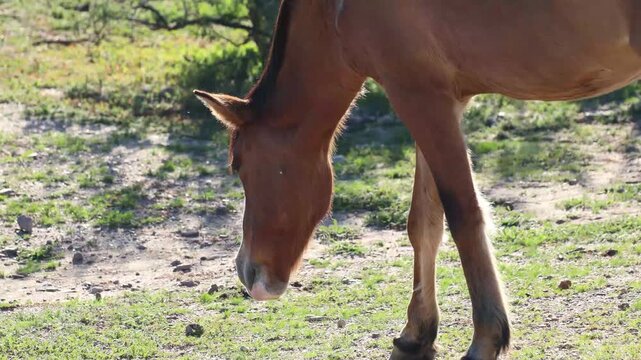Brown wild horse grazing on a sunlit grassy patch near the Salt River