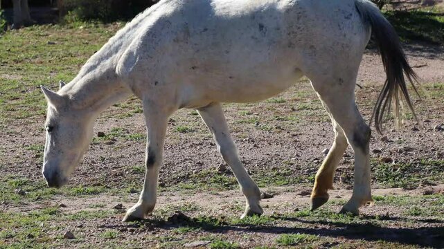 White wild horse grazing on a sunny, grassy patch near the Salt River
