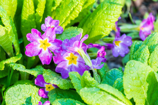 Pink or purple Primrose flowers, Primula vulgaris, from the family Primulaceae.