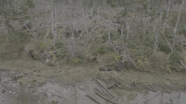Aerial view of clearcut logging area with tree stumps on hillside