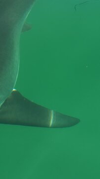 Vertical aerial view of shark fin gliding through green ocean water
