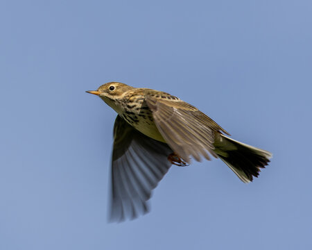 Meadow pipit in flight. British wild bird often seen on farmland.