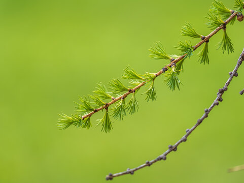 Young branches of larch. Closeup of green larch young needles.