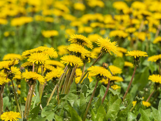 Field of yellow dandelions. Taraxacum officinale, the common dandelion © Dmitrii Potashkin