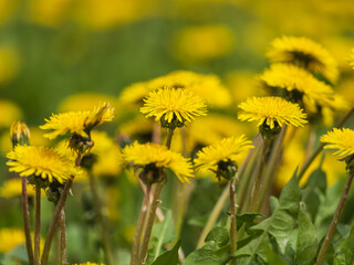 Field of yellow dandelions. Taraxacum officinale, the common dandelion © Dmitrii Potashkin