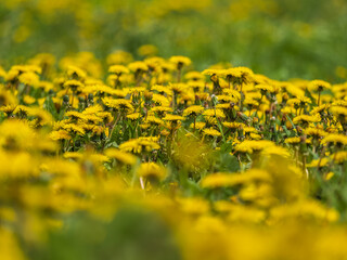 Field of yellow dandelions. Taraxacum officinale, the common dandelion © Dmitrii Potashkin
