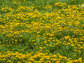 Field of yellow dandelions. Taraxacum officinale, the common dandelion © Dmitrii Potashkin
