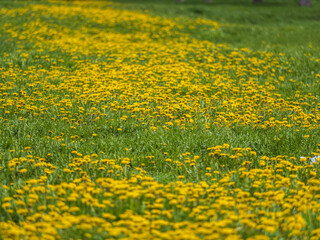 Field of yellow dandelions. Taraxacum officinale, the common dandelion © Dmitrii Potashkin