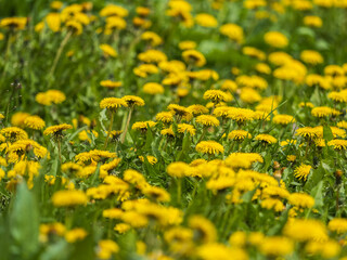 Field of yellow dandelions. Taraxacum officinale, the common dandelion © Dmitrii Potashkin