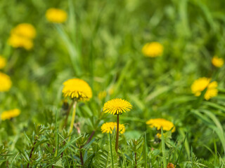 Field of yellow dandelions. Taraxacum officinale, the common dandelion © Dmitrii Potashkin