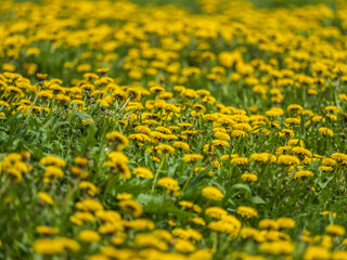 Field of yellow dandelions. Taraxacum officinale, the common dandelion © Dmitrii Potashkin