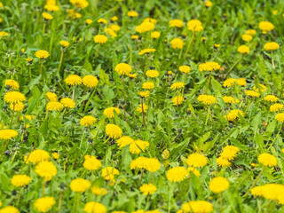 Field of yellow dandelions. Taraxacum officinale, the common dandelion © Dmitrii Potashkin
