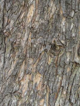 The texture of the bark of an old apple tree