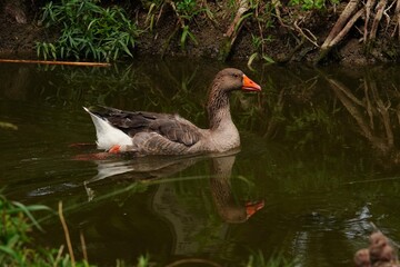 goose on the water © James