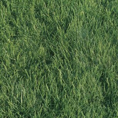 Fototapeta premium Close-up of lush green grass