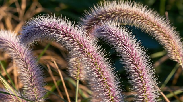 Fluffy Purple Grass Seed Heads with Dew Drops