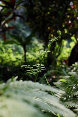 Elegant green fern fiddlehead unfurling in lush deep forest, minimalist macro nature photography background © Prameswara